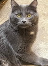 Freddy - Offered by Owner - Teen Kitten