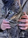 MAXINE - Offered by Owner - Declawed Senior