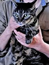 MAXINE - Offered by Owner - Declawed Senior