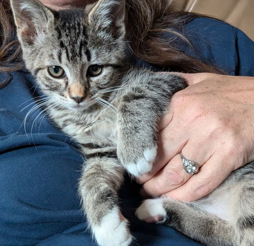 SMOKEY - Offered by Owner