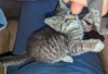 SMOKEY - Offered by Owner