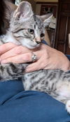 SMOKEY - Offered by Owner