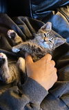 SMOKEY - Offered by Owner