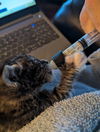 SMOKEY - Offered by Owner