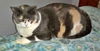 MAZIE - Offered by Owner - Adult Calico