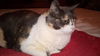 MAZIE - Offered by Owner - Adult Calico