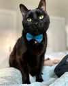 FITZ - Offered by Owner - Older, friendly