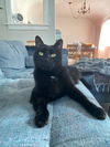 FITZ - Offered by Owner - Older, friendly