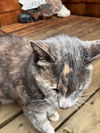 BUGZY - Offered by Owner - Senior Lady