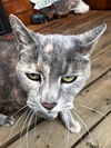 BUGZY - Offered by Owner - Senior Lady