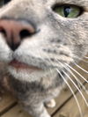 BUGZY - Offered by Owner - Senior Lady
