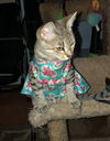 LULU - Offered by Owner - and Sister Kittens too!