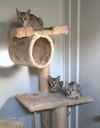 LULU - Offered by Owner - and Sister Kittens too!