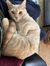 MILO - Offered by Owner - (Young) Family Cat