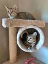 LILI and MIA - Offered by Owner - Sister Pair