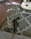 MIA and LILI - Offered by Owner - Teen Sisters