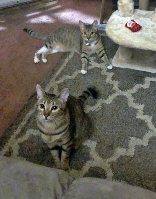 MIA and LILI - Offered by Owner - Teen Sisters