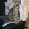 MIA and LILI - Offered by Owner - Teen Sisters