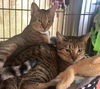 MIA and LILI - Offered by Owner - Teen Sisters