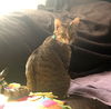 MIA and LILI - Offered by Owner - Teen Sisters