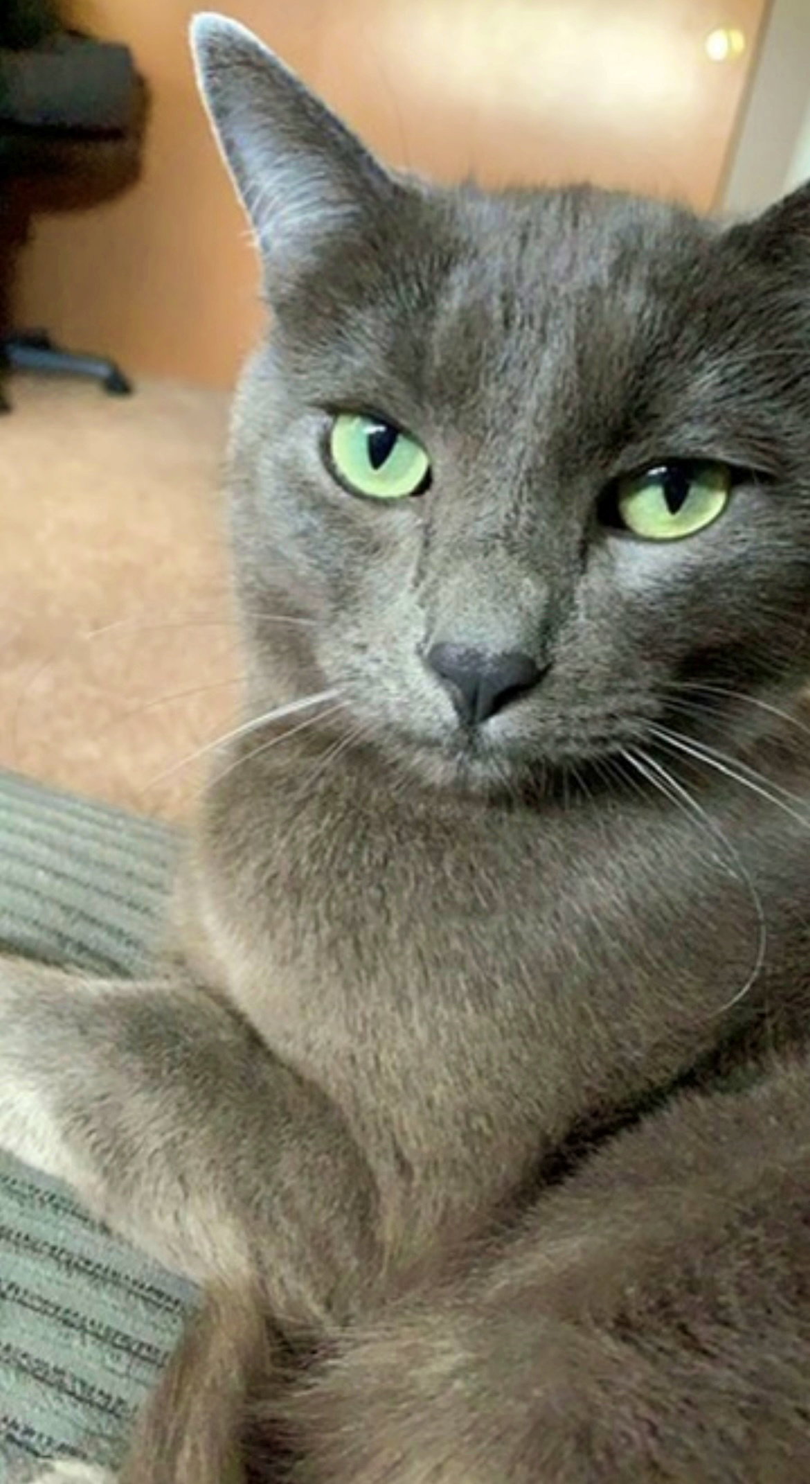 DEXTER - Offered by Owner - Declawed Russian Blue's Web Page