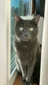 DEXTER - Offered by Owner - Declawed Russian Blue