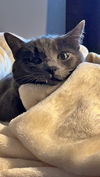 DEXTER - Offered by Owner - Declawed Russian Blue