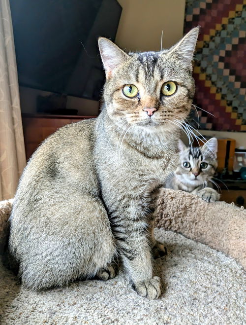 Joy - Young Abyssinian Female