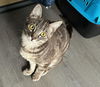 DYLAN - Offered by Owner - + 2 Brothers