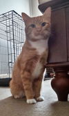 SIMBA - Offered by Owner