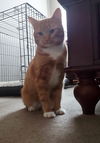 SIMBA - Offered by Owner