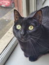 ONYX - Offered by Owner - Family Cat