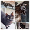 ONYX - Offered by Owner - Family Cat