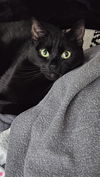 ONYX - Offered by Owner - Family Cat