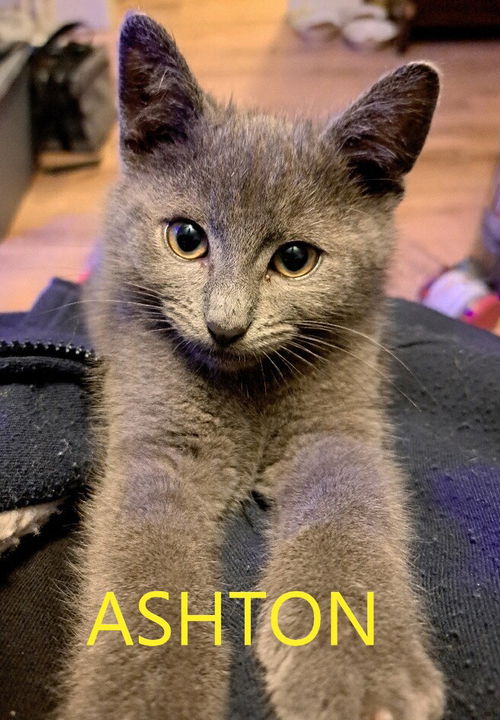 Ashton ~ needs a feline buddy