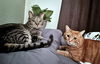 BAILEY & LUCY - Offered by Owner - Adult siblings