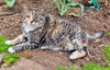 ANNIE - Offered by Owner - Active Senior