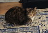 ANNIE - Offered by Owner - Active Senior