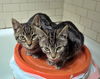 LUCY & ETHAL - Offered by Owner- Sisters