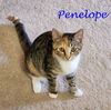 Bridgerton Girl : PENELOPE