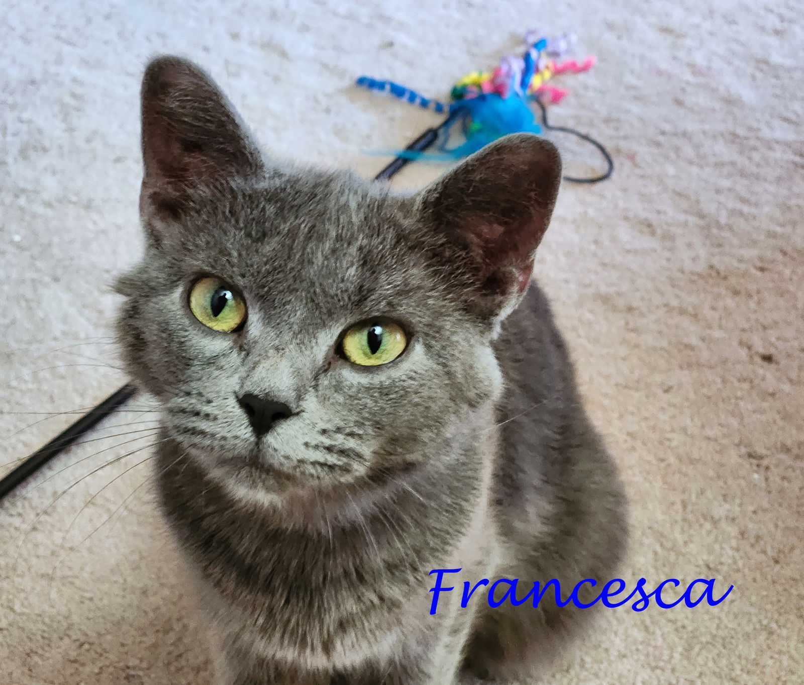 Bridgerton Girls: FRANCESCA