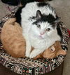 Bonded Old Friends - Offered by Owner - Males