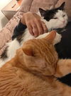 Bonded Old Friends - Offered by Owner - Males