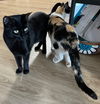 CINDY & KATY - Offered by Owner- Bonded Sisters