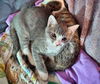 BARLEY - Young kitten needs a playmate