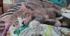 BARLEY - Young kitten needs a playmate