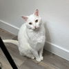 ALABASTER -Offered by Owner - Deaf Senior