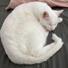 ALABASTER -Offered by Owner - Deaf Senior