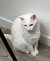 ALABASTER -Offered by Owner - Deaf Senior