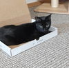 Sassafras (SASSY) - Young Black Beauty